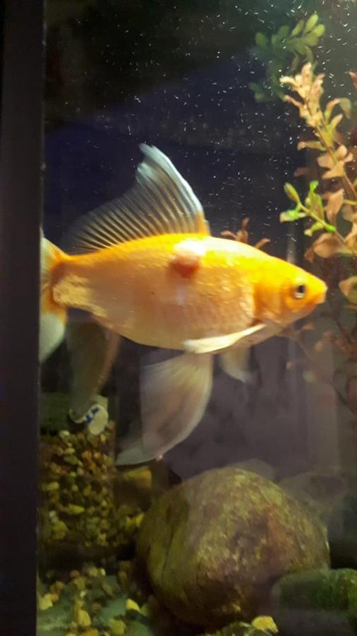Aquarium Lejlighed Tbilisi Eksteriør billede